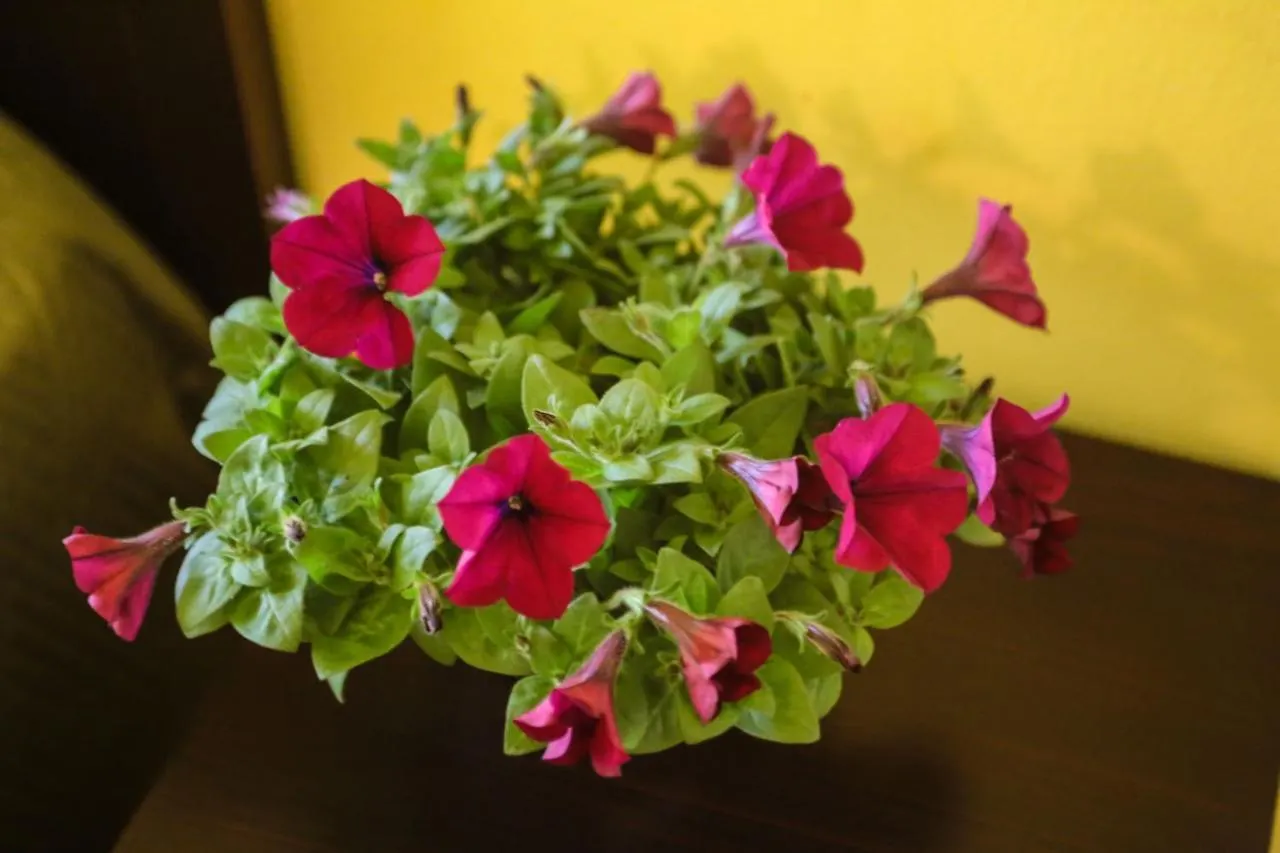 Hotel I Colori Sant'Antioco